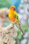 Sun Conure