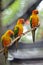 Sun Conure