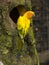 Sun Conure Aratinga solstitialis