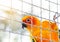 Sun conure Aratinga solstitialis climbing in the cage .