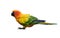 Sun conure Aratinga solstitialis lovely yellow parakeet with beautiful green and blue feathers