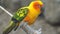 Sun Conure Aratinga solstitialis Parrot Perched in Aviary