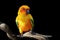 Sun conure, beautiful yellow parrot bird