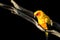 Sun conure, beautiful yellow parrot bird