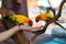 Sun conure birds eating food on hand. Feeding sun conure bird