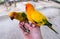 Sun conure birds eating watermelon seed on asian yellow man hand