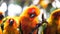 Sun conure birds holding branches in the zoo