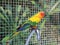 Sun Conure climbing on water tap