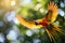 The Sun Conure in flight