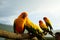 sun conure parrot