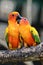 Sun Conure Parrot