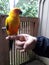 Sun conure parrot amazing color pet