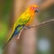 Sun Conure parrot bird