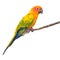 Sun Conure parrot bird