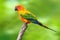 Sun Conure parrot bird