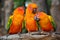 Sun Conure parrot bird