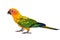 Sun Conure Parrot bird