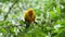 sun conure parrot bird (Aratinga solstitialis) on wood tree branch