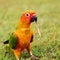 Sun Conure parrot bird chewing dry grass