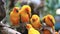 Sun Conure parrot bird group on tree branch.