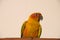 Sun conure parrot close up , Beautiful yellow parrot