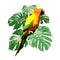 Sun conure parrot with green tropical monstera leaf illustration