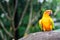 Sun Conure parrot macaw