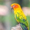 Sun Conure parrot standing at branch