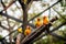 Sun Conure parrot is standing at dry branch