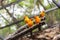 Sun Conure parrot is standing at dry branch