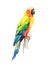 Sun Conure parrot, watercolor illustration on white background