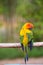 Sun Conure Parrots