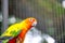 Sun Conure parrots. Beautiful animal face. Parakeet in the zoo