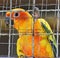 Sun conure parrots in cage