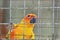 Sun conure parrots in cage