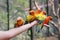 Sun conure parrots climbing on people hand