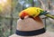 Sun conure parrots playing on hat