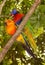 Sun Conure and Rainbow Lorikeet