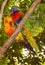 Sun Conure and Rainbow Lorikeet