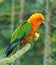 Sun Conure, red orange yellow green and blue color parrot