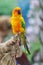 Sun Conures