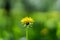 Sun dandelion blure background