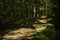 Sun-dappled path in a dark forest