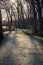 Sun dappled trail in the woods in fall