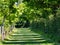 Sun-dappled Walkway in East Devon