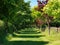 Sun-dappled Walkway in East Devon