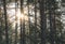 The sun at dawn in the morning shines between the trees in a coniferous forest in woodland