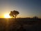 Sun in the desert beside a tree dubai