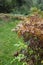 sun-drenched autumn fern leaves. Dry fern leaves