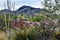 Sun-drenched desert garden with view of saguaros and mountains